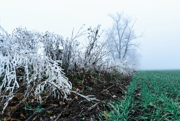 A field of crops devastated by a hailstorm, with shattered plants and ice covering the ground, illustrating the agricultural damage caused by severe hail.