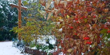 Preparing Your Garden for Extreme Weather: A Comprehensive Guide - Cover Image