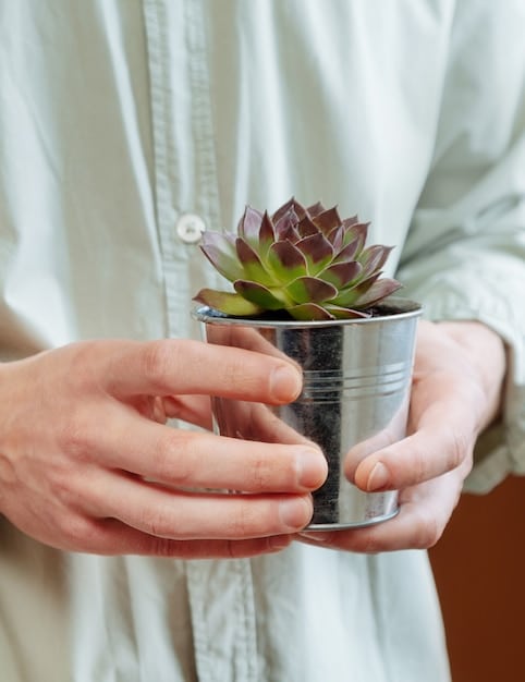 A close-up of a hand planting a drought-tolerant succulent in well-draining soil, with other succulents and cacti visible in the background and a watering can nearby.