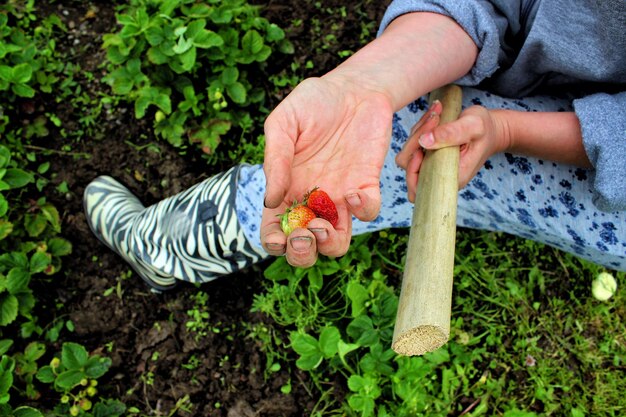 A close-up of a gardener's hands spreading a thick layer of wood chip mulch around the base of a tomato plant in a raised garden bed.