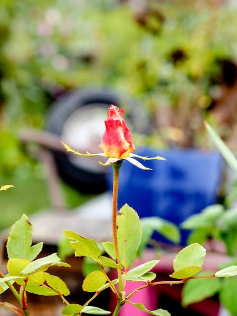 A backyard garden featuring drought-tolerant plants, showcasing the beauty and practicality of water-wise landscaping.