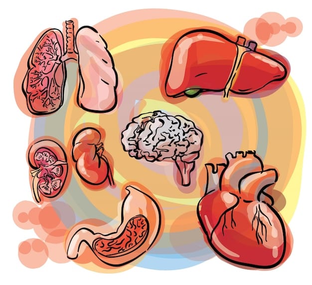 Illustration showing different organs (liver, stomach, heart) being negatively affected by excessive use of over-the-counter pain relievers. This image clearly depicts the potential health risks associated with the New FDA Warning: Potential Risks of Common Over-the-Counter Pain Relievers and their impact on the body.